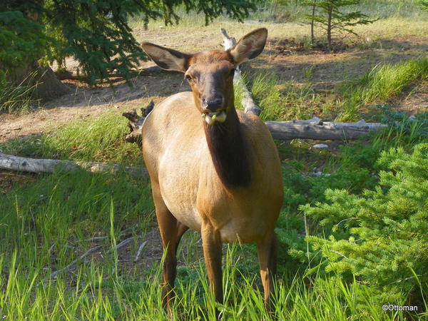 Elk, Banff National Park