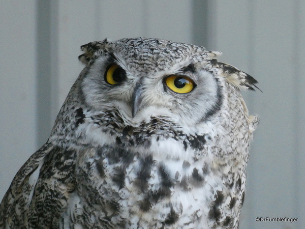 10 Birds of Prey Center, Coaldale