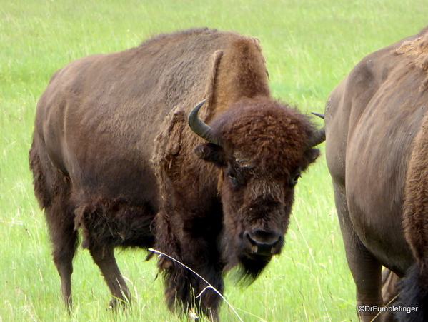 10 Bison Herd, Rocky Mountain House NHS