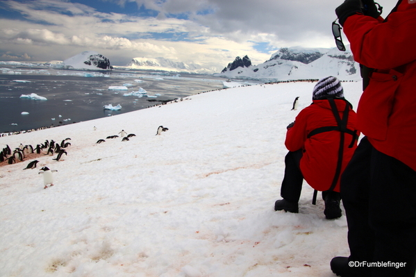 10 Danco Island Penguins