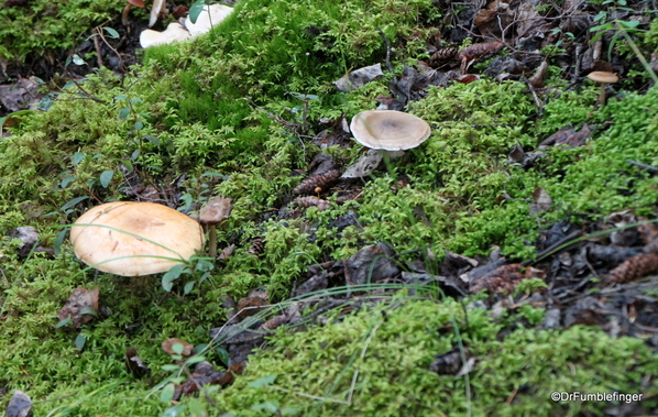 10 Denali Horseshoe Lake Hike