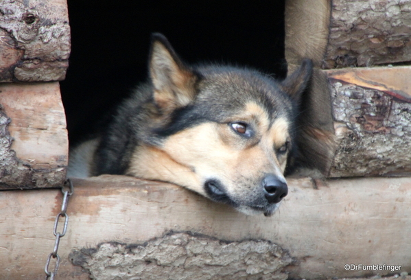 10 Denali Sled Dog Kenn