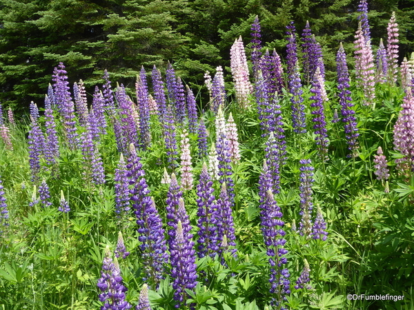 10 Lupins (2)