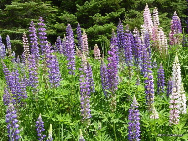 10 Lupins (3)