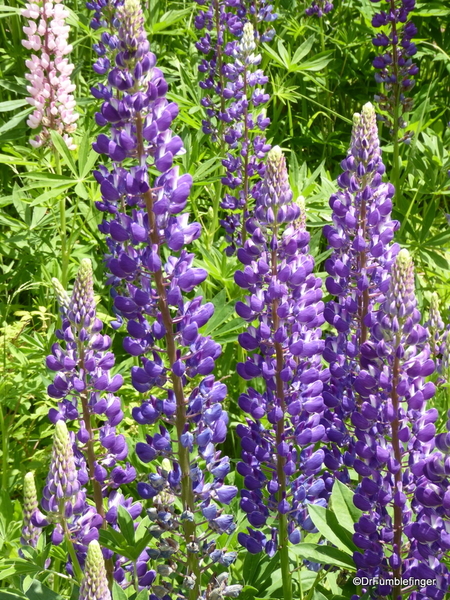 10 Lupins (4)