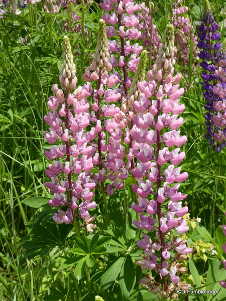 10 Lupins (5)