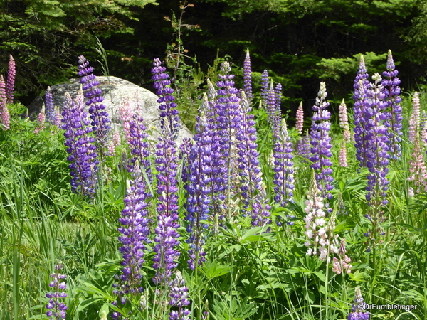 10 Lupins (7)