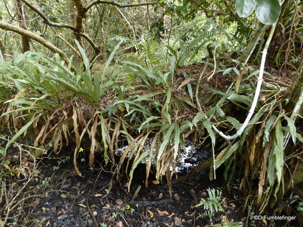 10 Mahogany Hammock Trail