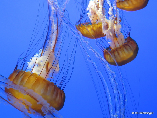 10 Monterey Bay Aquarium. Sea Nettle