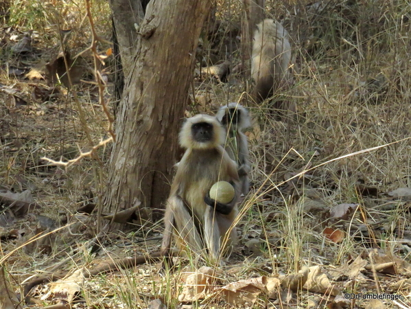 10 Panna Tiger Reserve (1)