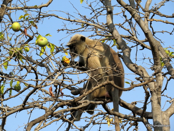 10 Panna Tiger Reserve (4)