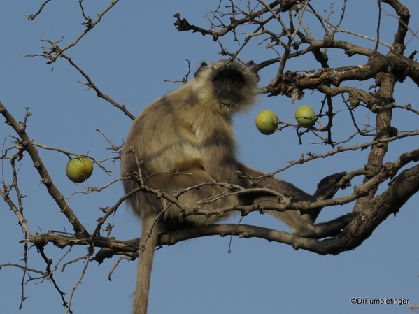 10 Panna Tiger Reserve (5)