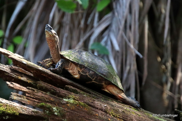 10 Trip to Turtle Bay