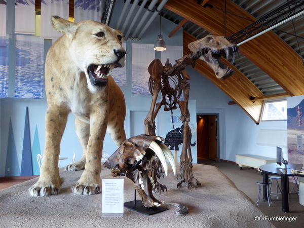 10 Yukon Beringia Center (23). American Scimitar Cat