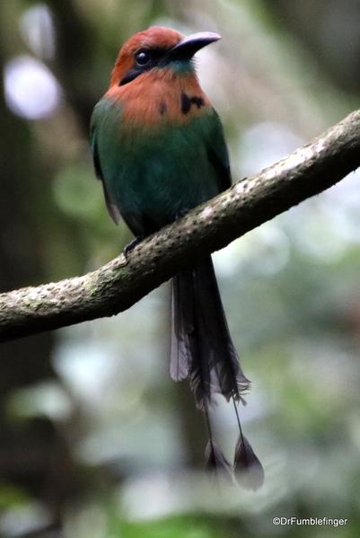 10 keel-billed moltmot. Hike in Arenal NP