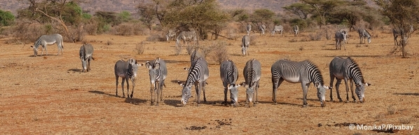 10_Grevy