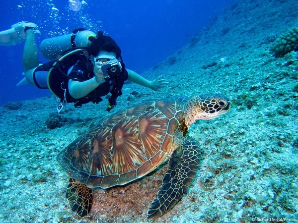 10_pexels-richard-segal-turtle_reef