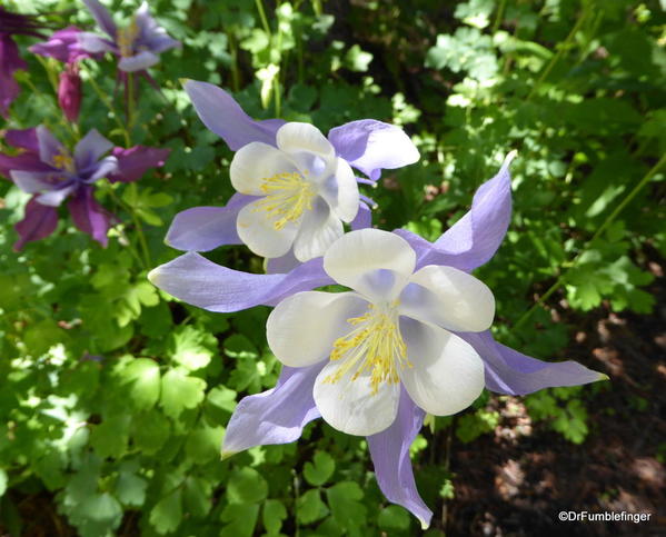 11 Betty Ford Alpine Garden