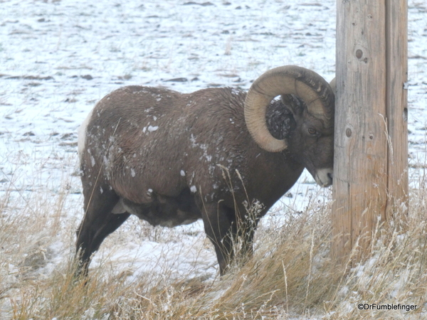 11 Bighorn Sheep SD Badlands