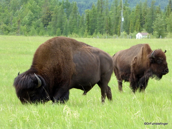 11 Bison Herd, Rocky Mountain House NHS