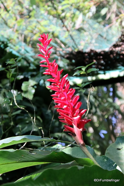 Butterfly garden, Guapiles