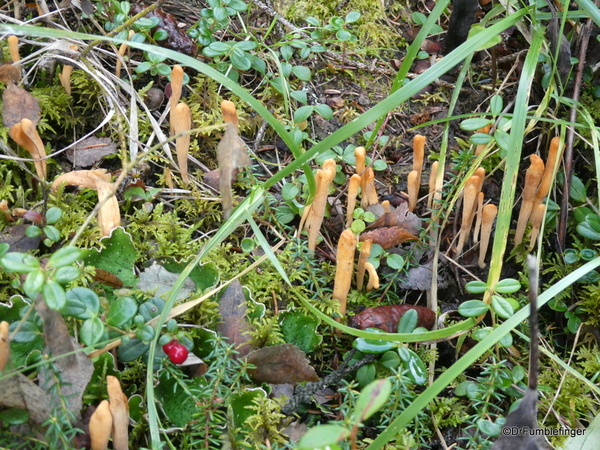 11 Denali Horseshoe Lake Hike