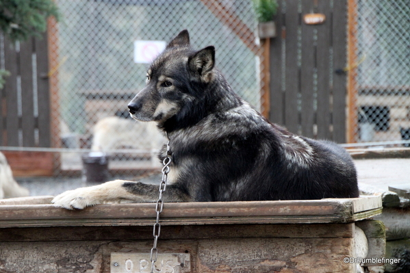 11 Denali Sled Dog Kenn