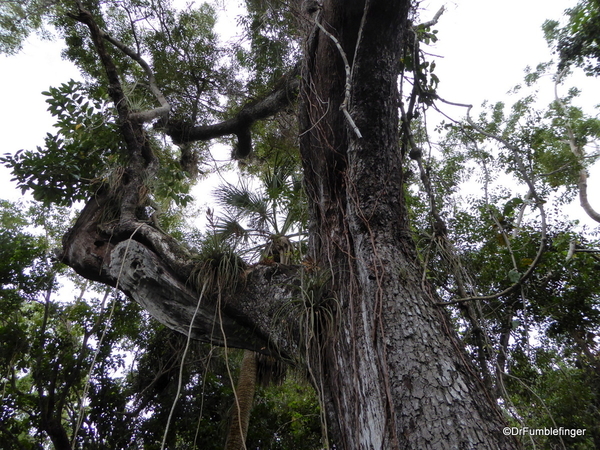 11 Mahogany Hammock Trail