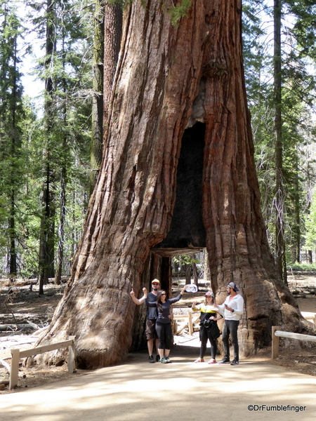 11 Mariposa Grove, Yosemite NP)