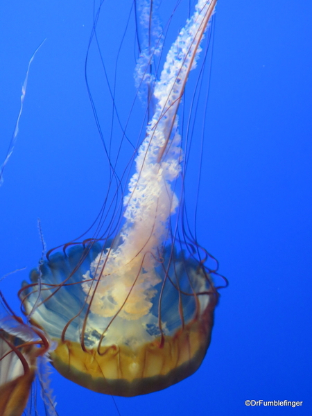 11 Monterey Bay Aquarium. Sea Nettle