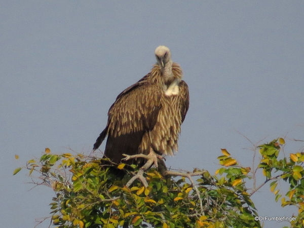 11 Panna Tiger Reserve (2)