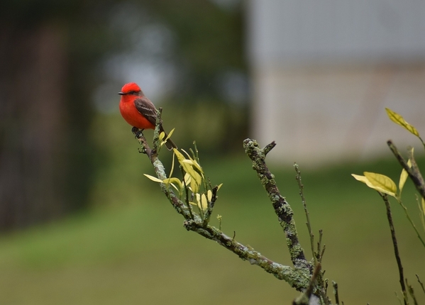 11_vermilion-flycatcher-3149576_1280