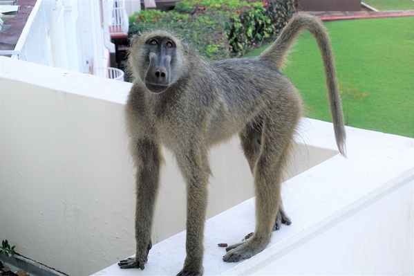 12-baboon