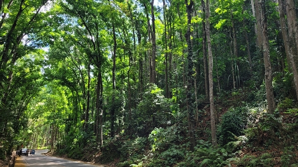 Man-made mahogany forest