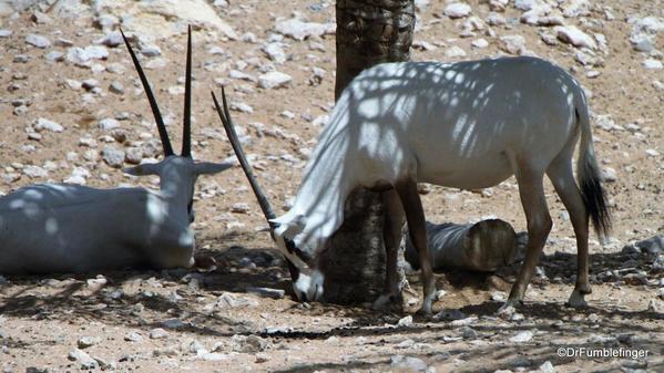 12 Al Ain Zoo (13)