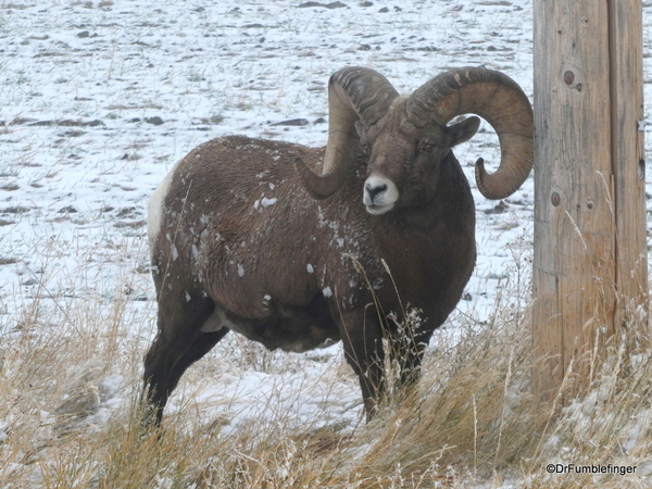 12 Bighorn Sheep south of Wall SD (64)