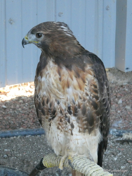 12 Birds of Prey Center, Coaldale