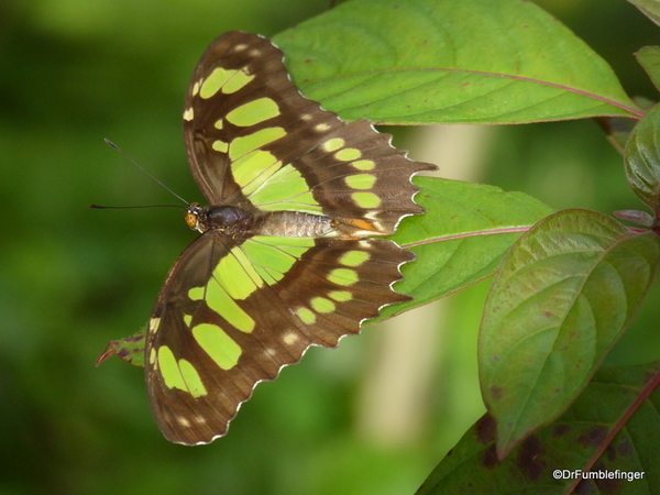 12 Butterfly World, Florida (56)