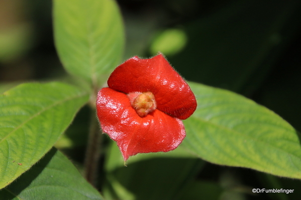 12 Butterfly garden at Guapiles