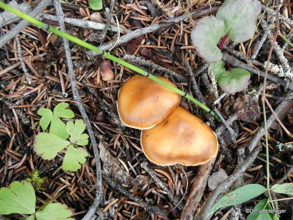 12 Denali Horseshoe Lake Hike