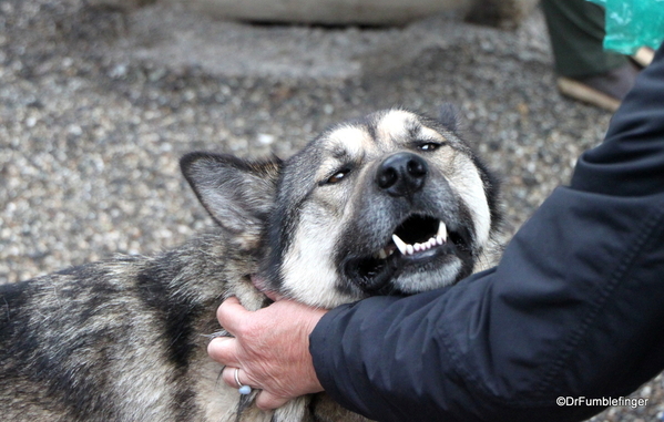 12 Denali Sled Dog Kenn