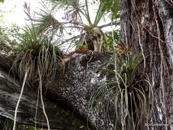 12 Mahogany Hammock Trail