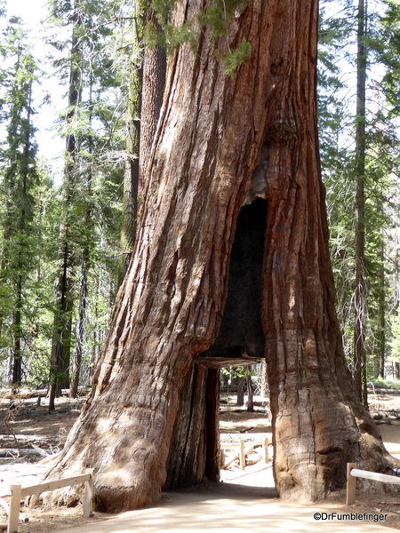 12 Mariposa Grove, Yosemite NP)