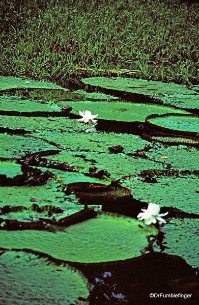 12 Peruvian Amazon