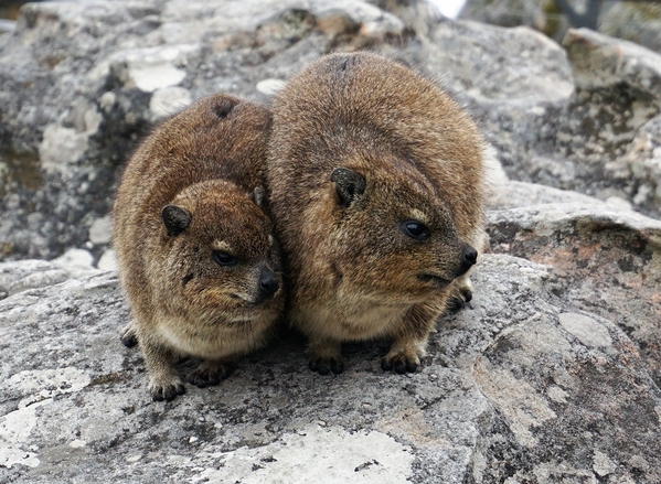 12_rock hyrax