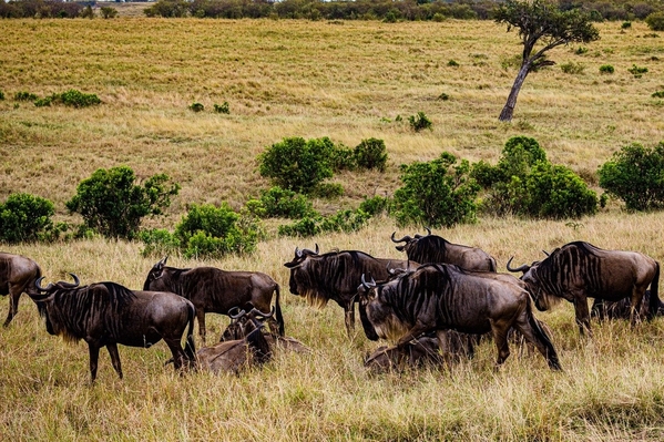 12_wildebeest-7729168_1280