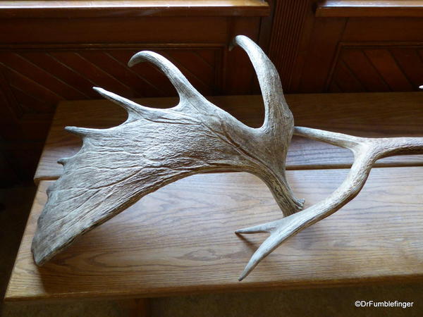 Banff Park Museum, Library. Moose antler