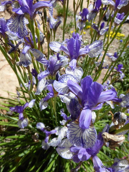 13 Betty Ford Alpine Garden