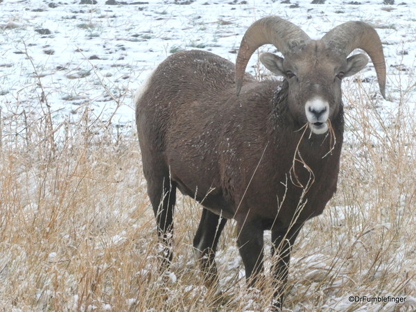 13 Bighorn Sheep south of Wall SD (80)