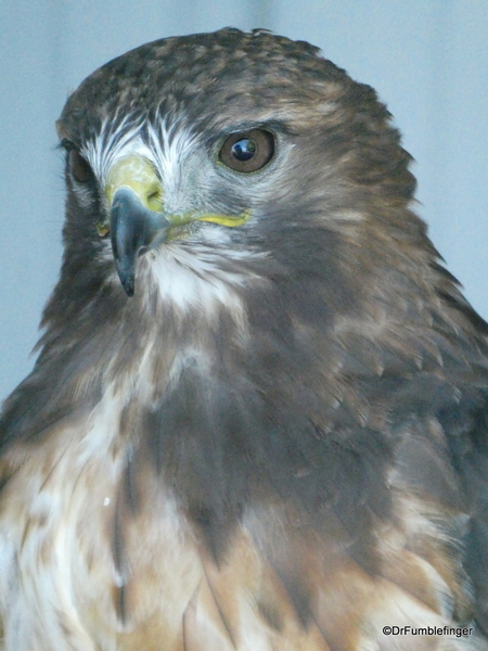 13 Birds of Prey Center, Coaldale